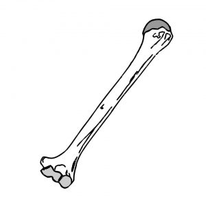 symbol kości